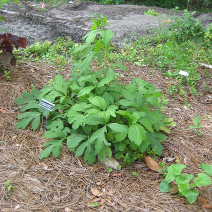 Lanceleaf Coneflower